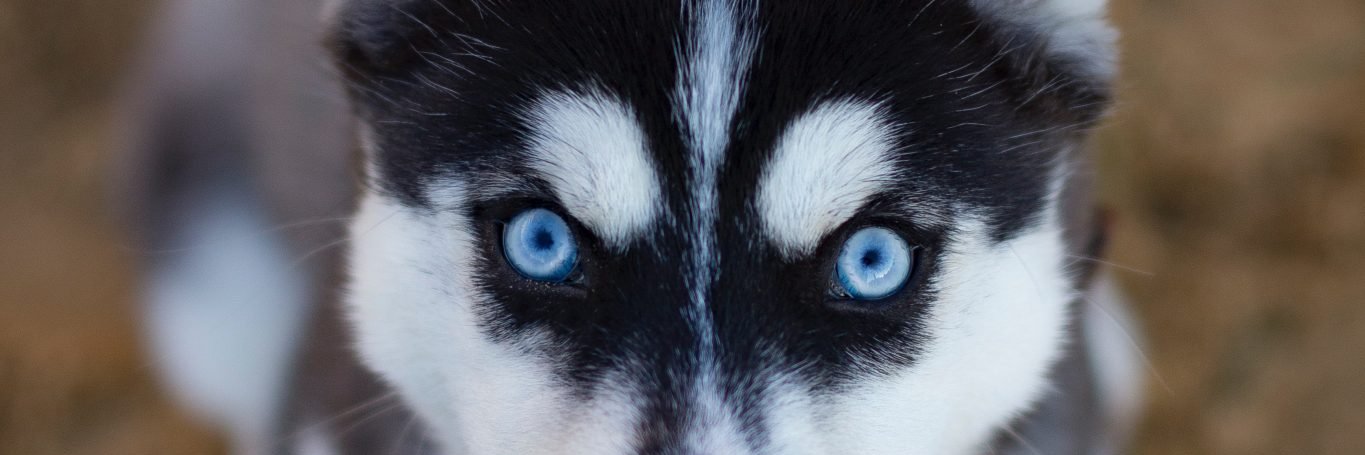 Filkopesko's profile banner image