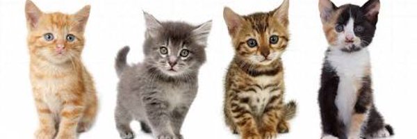 CanbPetRescue Profile Banner