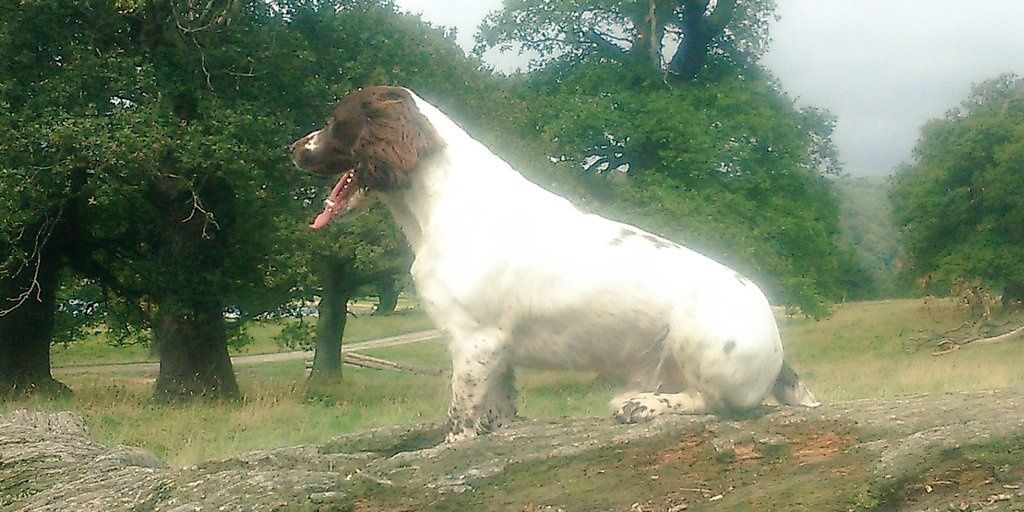 C_Gun_Dogs's profile banner image