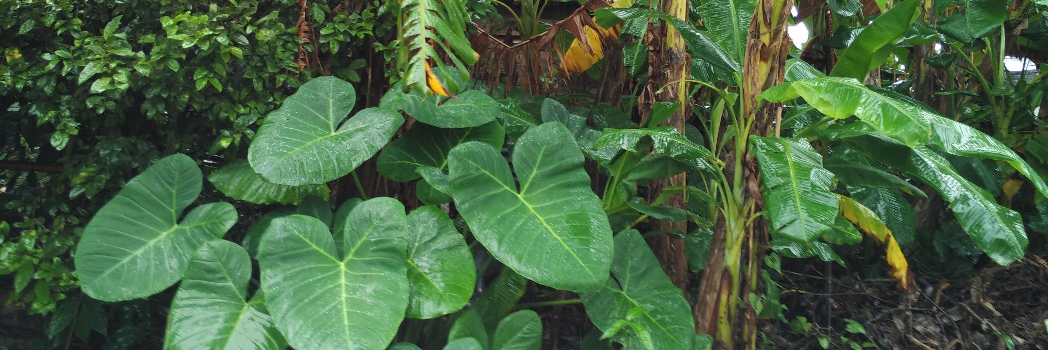 OrganicBelize's profile banner image