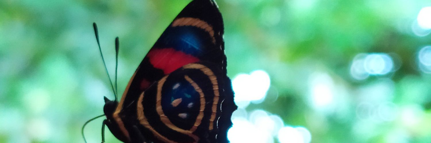TchauNatan's profile banner image
