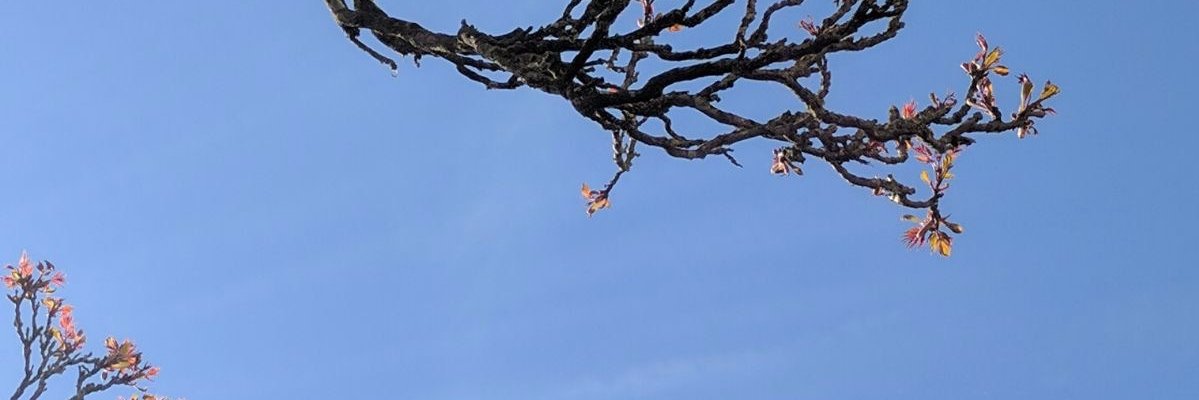 JungleJude's profile banner image