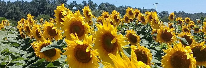 José Bruniard banner