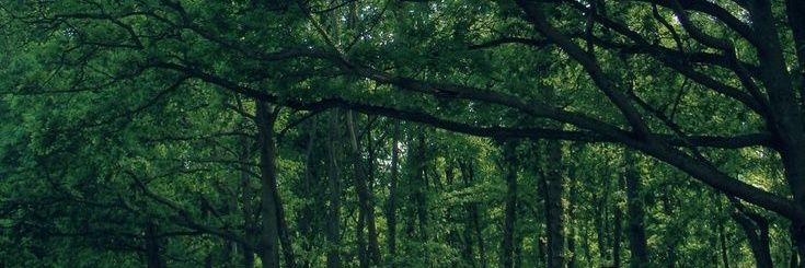ilyadasengull's profile banner image