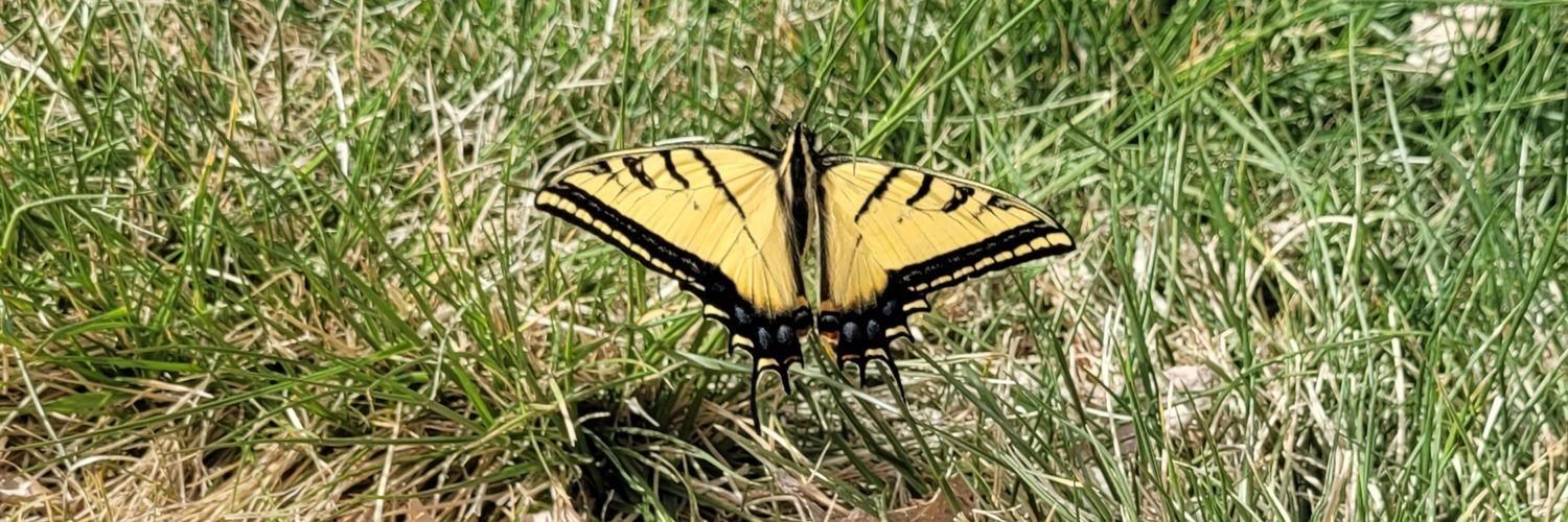 Kami Wolfe Schneider, EdD, MS, CGC banner