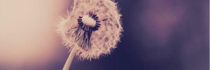 lizzyjlucas's profile banner image