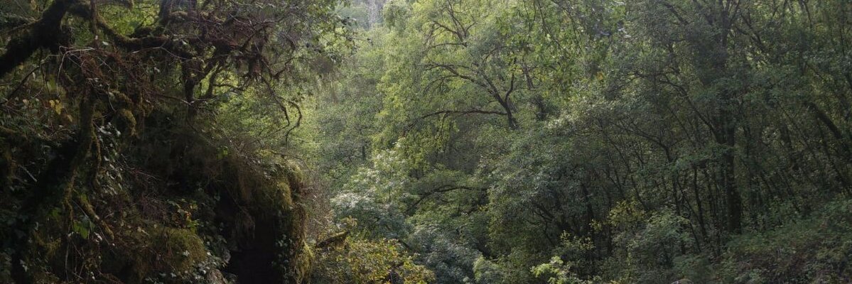 acefga's profile banner image