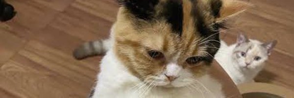 NewLand_twt Profile Banner