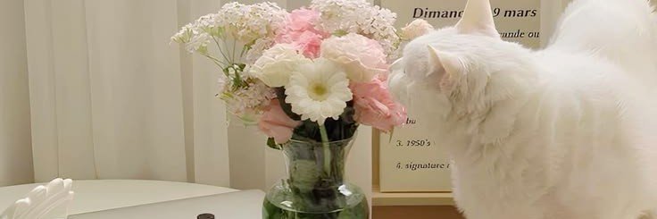 daisyblushey's profile banner image