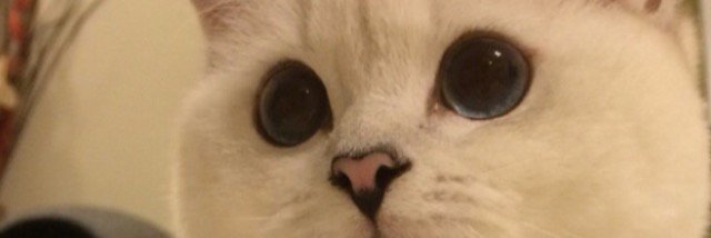 lovlovii's profile banner image