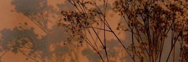 __shewasarose's profile banner image