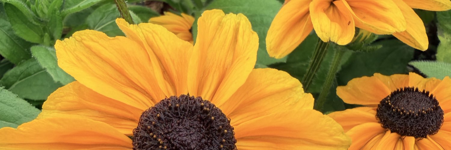 JessicaWriston's profile banner image