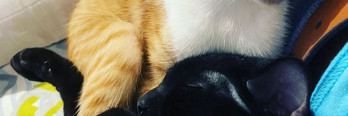 MisChichis_'s profile banner image