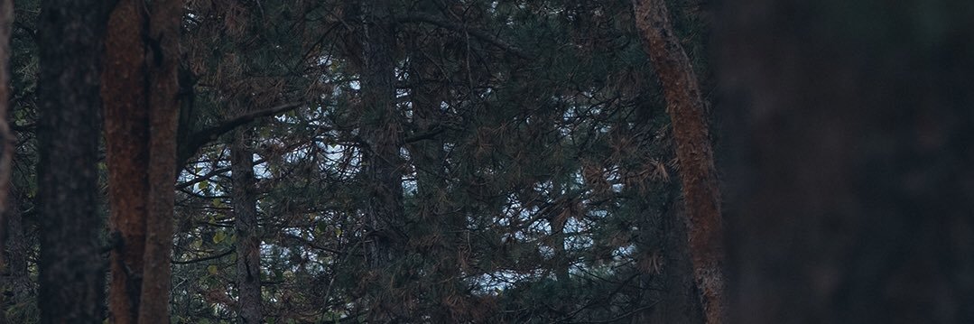 Alexa's banner