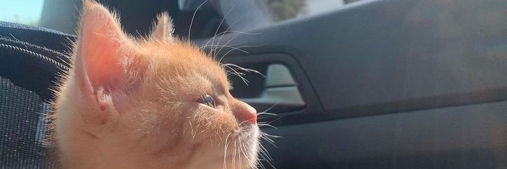Oscarochoad's profile banner image