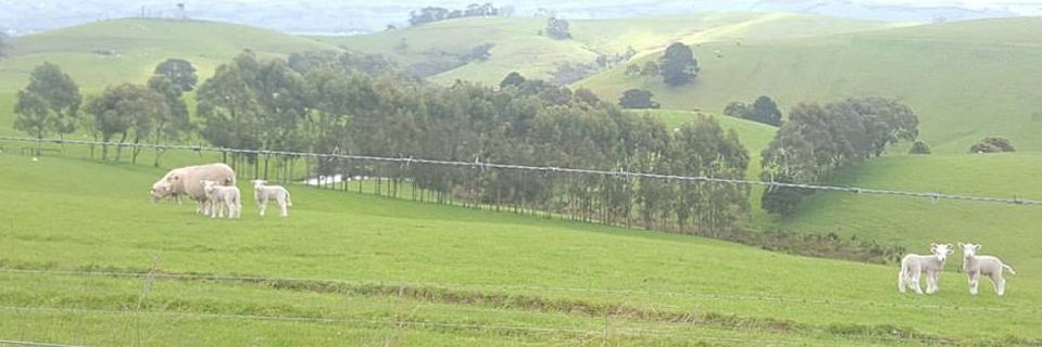 Ruralscope - Jo Eady banner