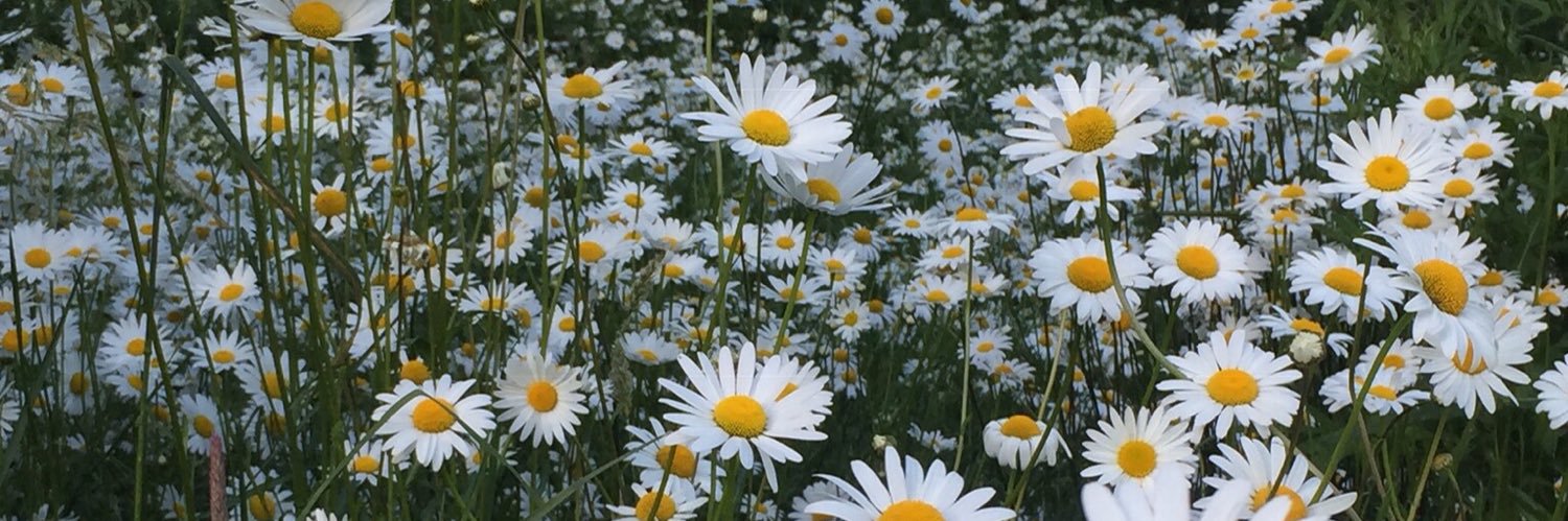 onmywalktoday's profile banner image