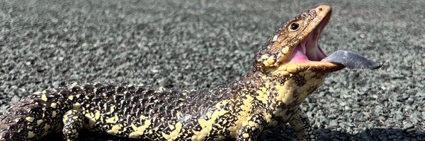 BukiReptiles Profile Banner