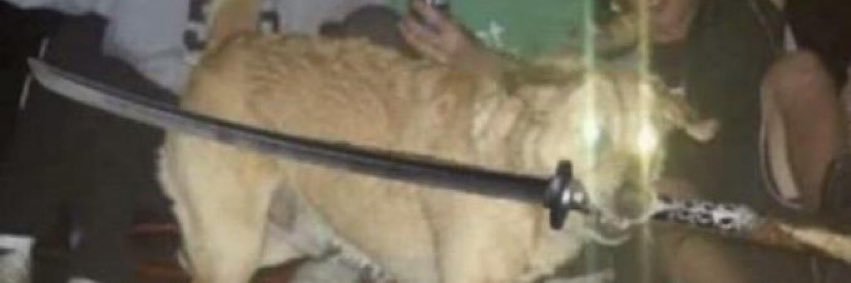 semajdaboss5's profile banner image