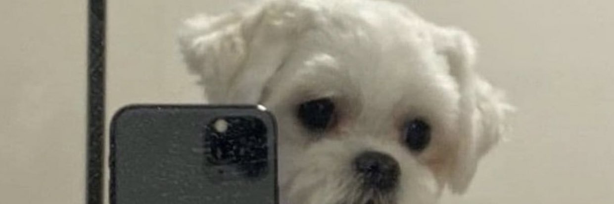 mayakariana's profile banner image