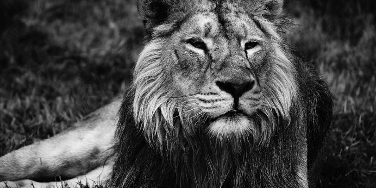 Venessa Emonn banner