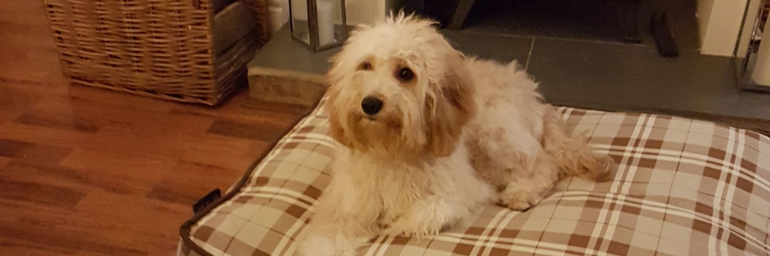 RustyCockapoo's profile banner image