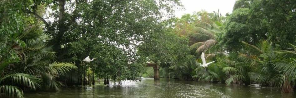 Dynatra Subasinghe banner