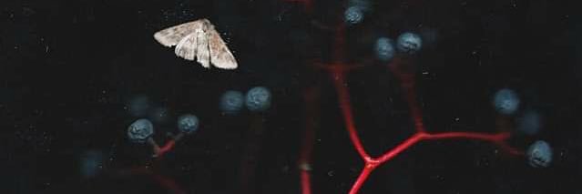 Sissy Rapti Escurier banner