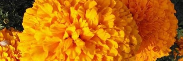 weiselaqua Profile Banner