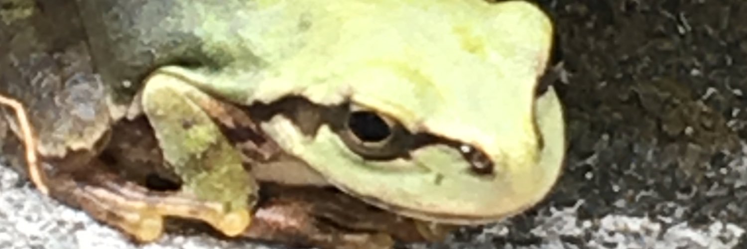 morittyo's profile banner image