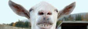 Mouzzi banner