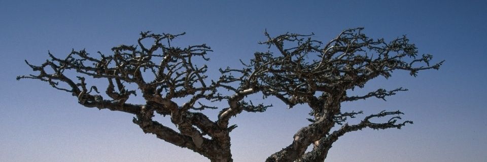 د/منى سالم جعبوب banner