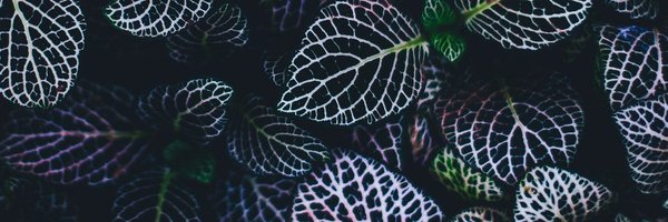 ivyevanslv Profile Banner
