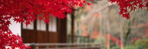 ichokyousuke's profile banner image