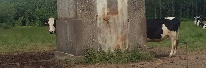 toccidaniel's profile banner image