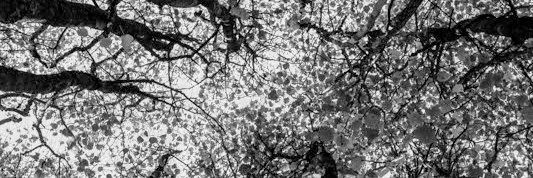 Dr Rob Hawkins banner