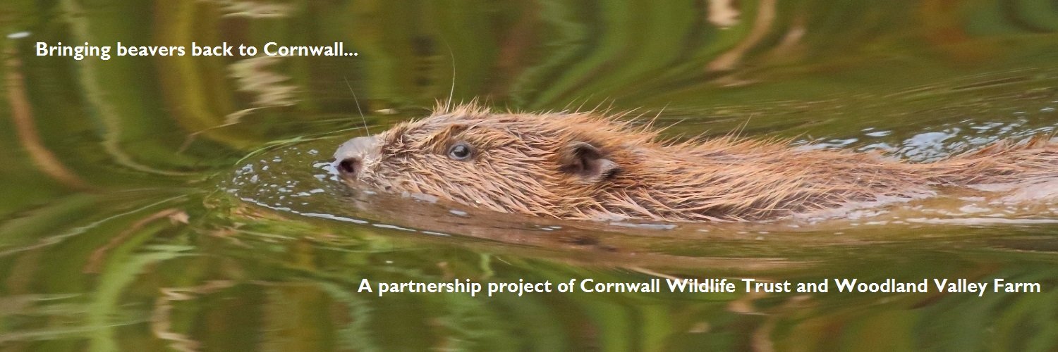 Cornwall Beaver banner