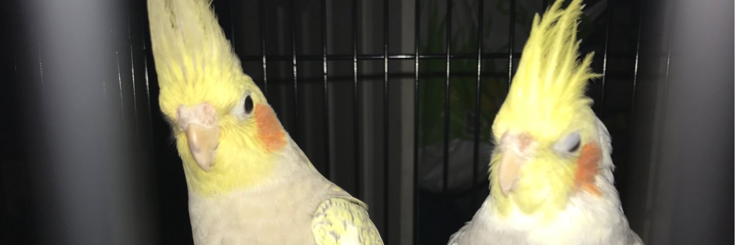 Merlin and friends banner