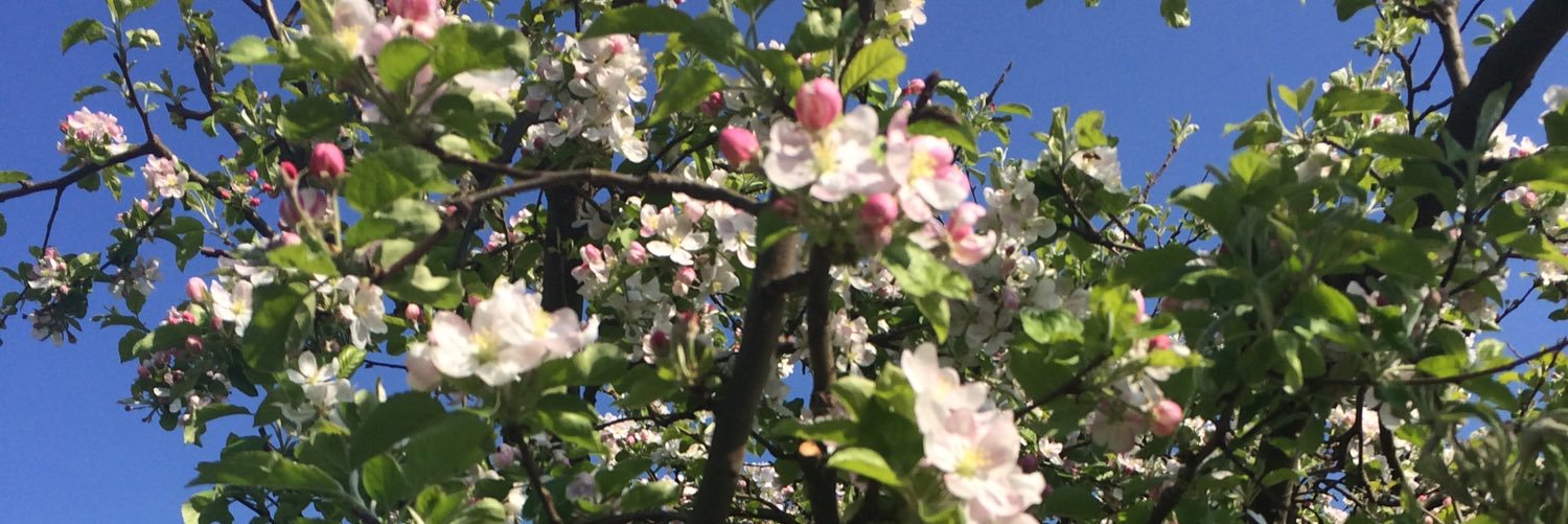 Nicole delle Karth banner