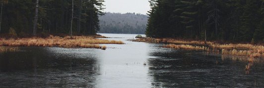 Not Ocelottttt banner