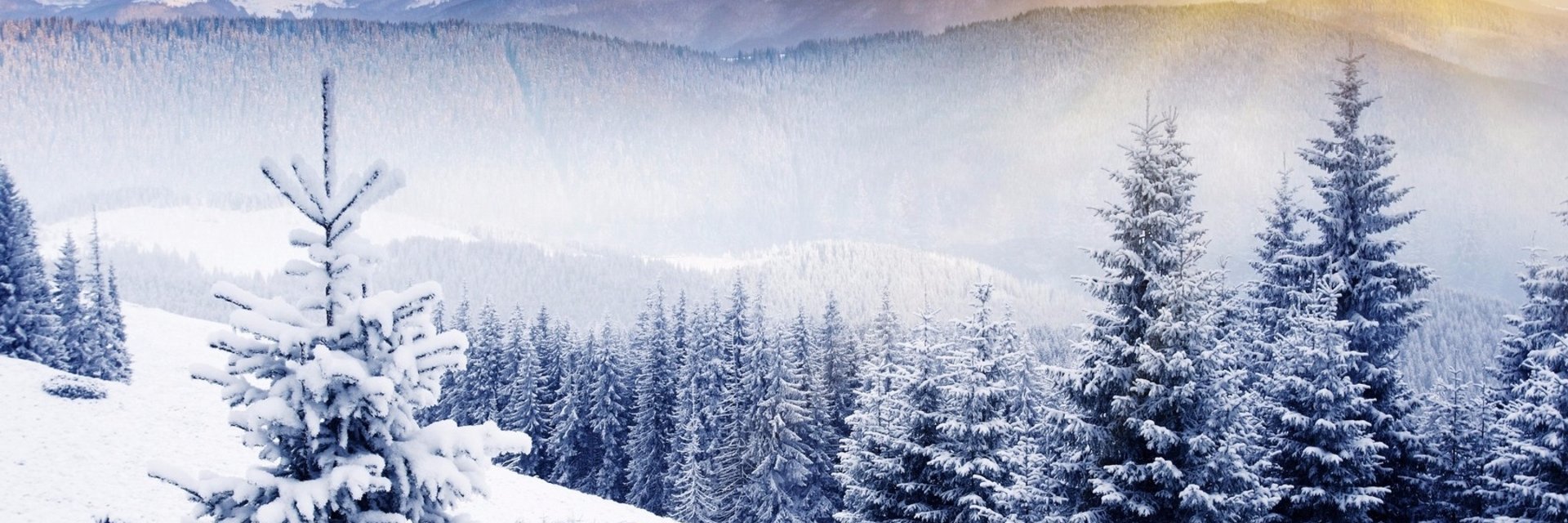 Paula_BeatingBC banner