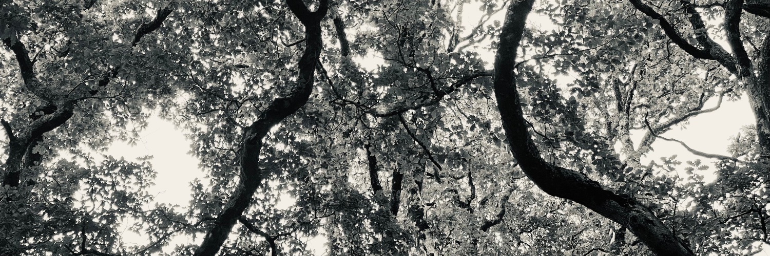 susan_geaney's profile banner image
