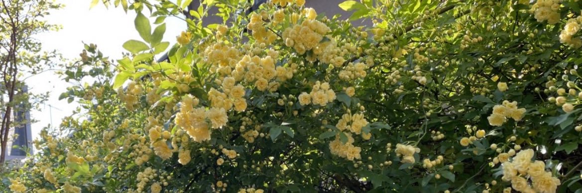 Wildflower🌺 banner