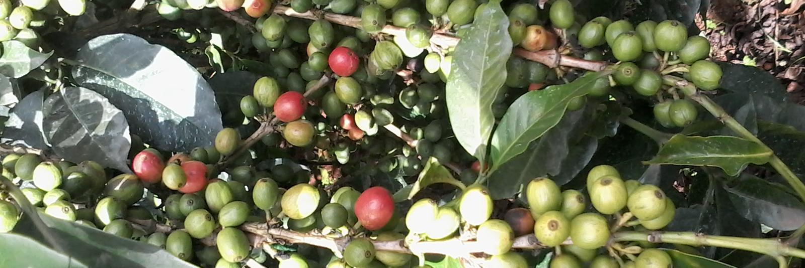 KaburuJoseph's profile banner image