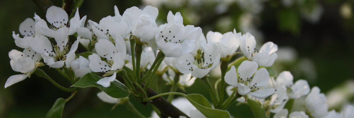 GardensofIreland banner