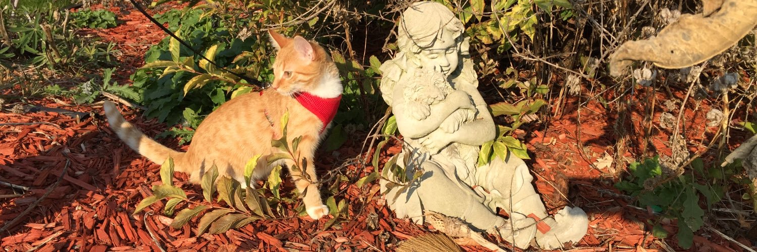 Hamilton the Cat banner