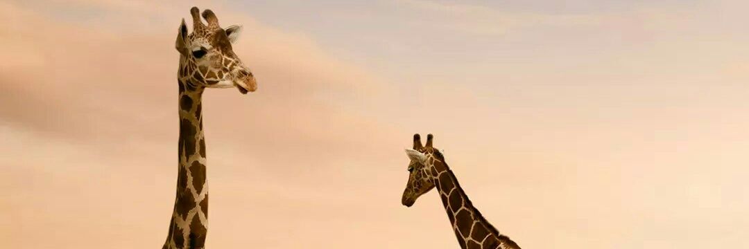 ram_nemani's profile banner image