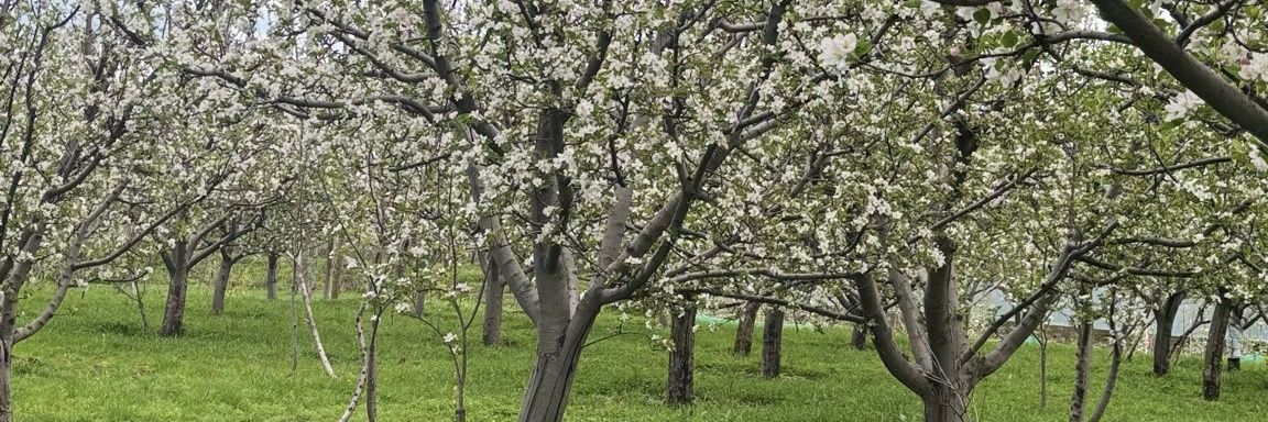 Dr. Pavan chholak banner