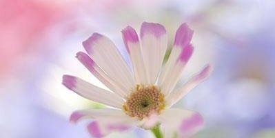 pi_chan24's profile banner image