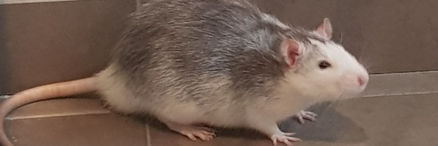 DeckersArthur's profile banner image